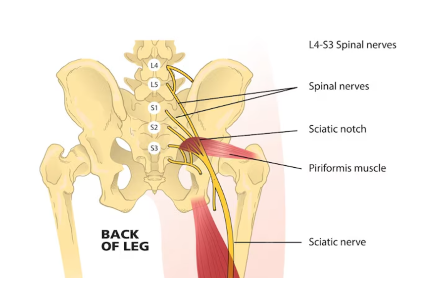 Sciatic Nerve